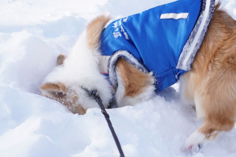 雪に頭を突っ込むもこすけ