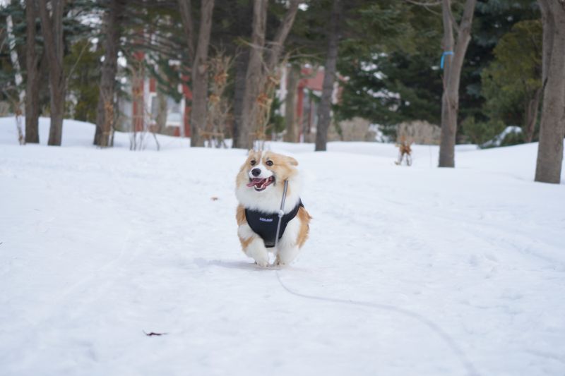 公園を走るコーギー犬もこすけ