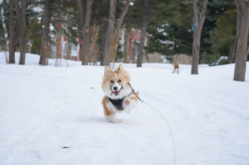 コーギーもこすけ