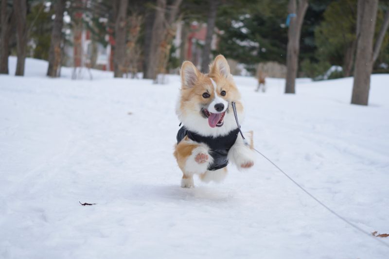 楽しそうに公園をダッシュするコーギー犬もこすけ