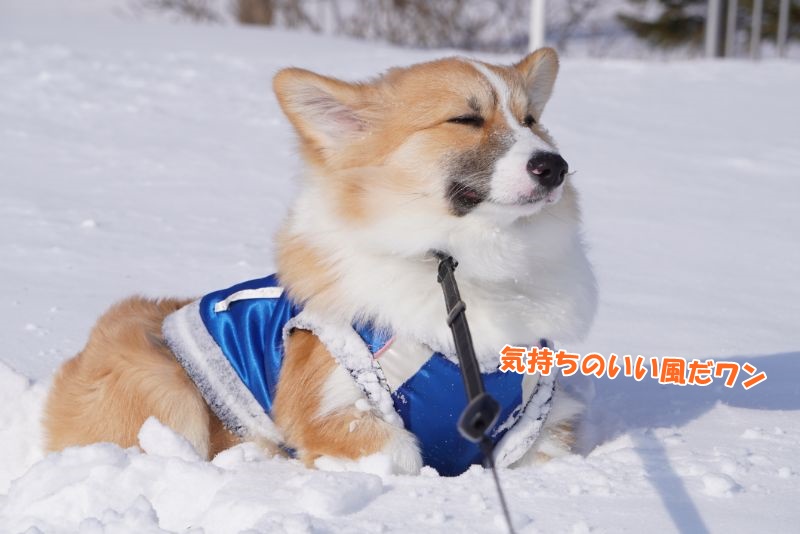 北風を全身で浴びた結果。かわいすぎる表情に
