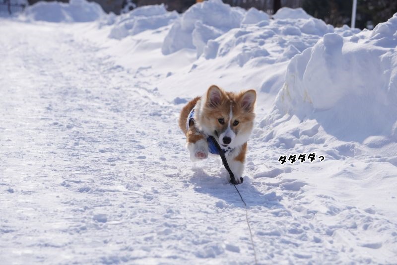 全力で疾走するコーギーもこすけ