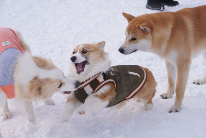 ボーダーコリーとコーギーの背後に北海道犬登場