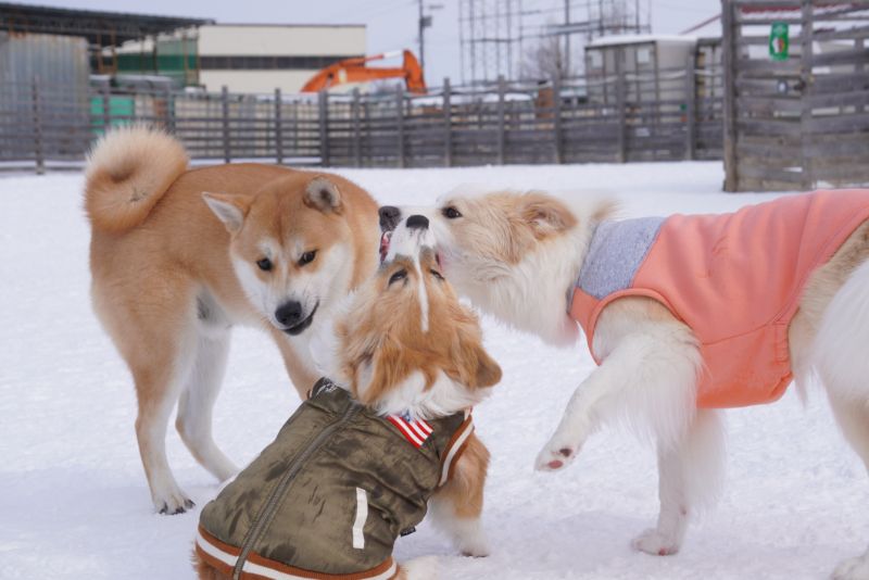 3匹で楽しく遊ぶ姿