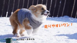 千歳で愛犬とランチするならプロムナード！ドッグラン併設で快適な場所でした♪