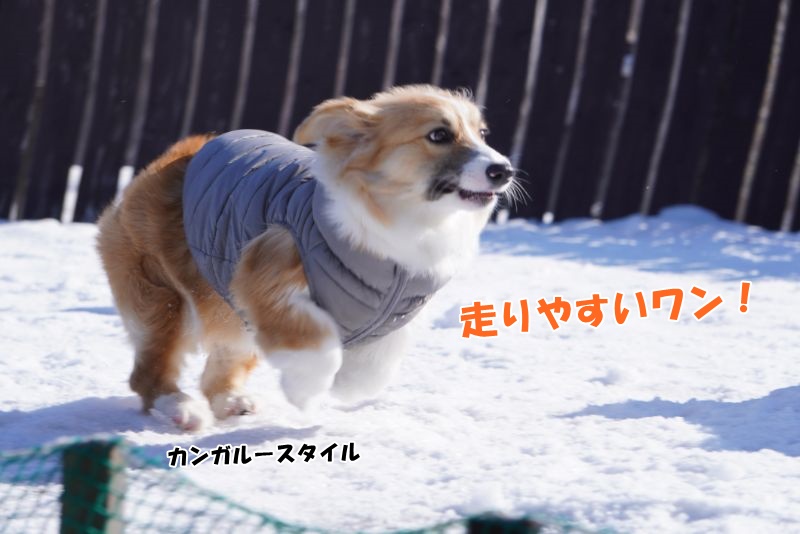 千歳で愛犬とランチするならプロムナード！ドッグラン併設で快適な場所でした♪