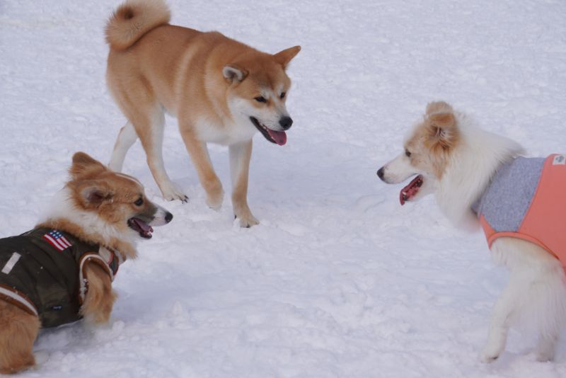 コーギーと北海道犬とボーダーコリー