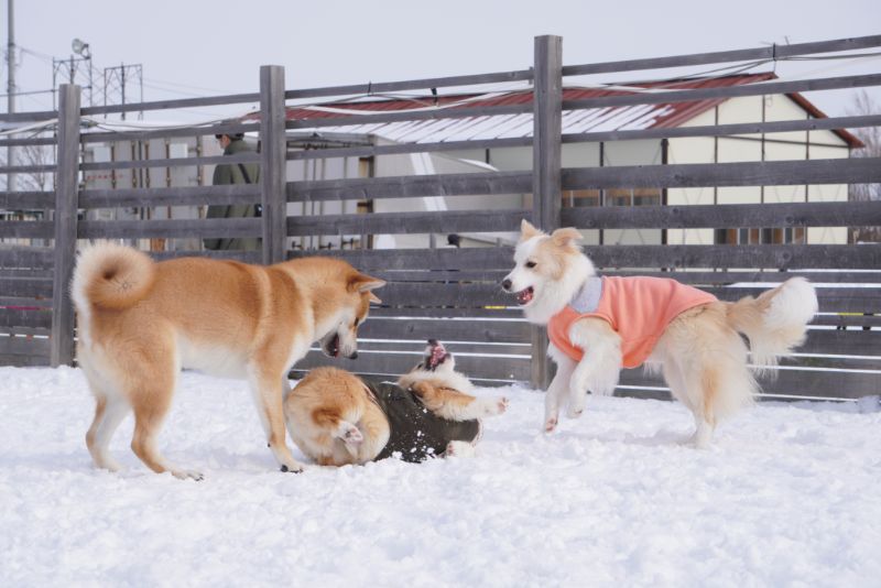 北海道犬のターゲットになったコーギー