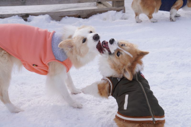 ボーダーコリーとコーギーもこすけ