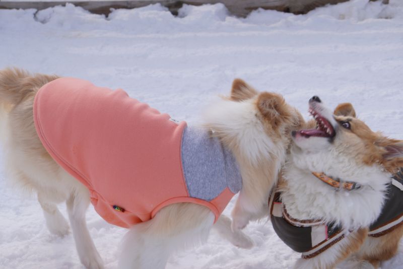 びっくり顔のコーギー犬もこすけ