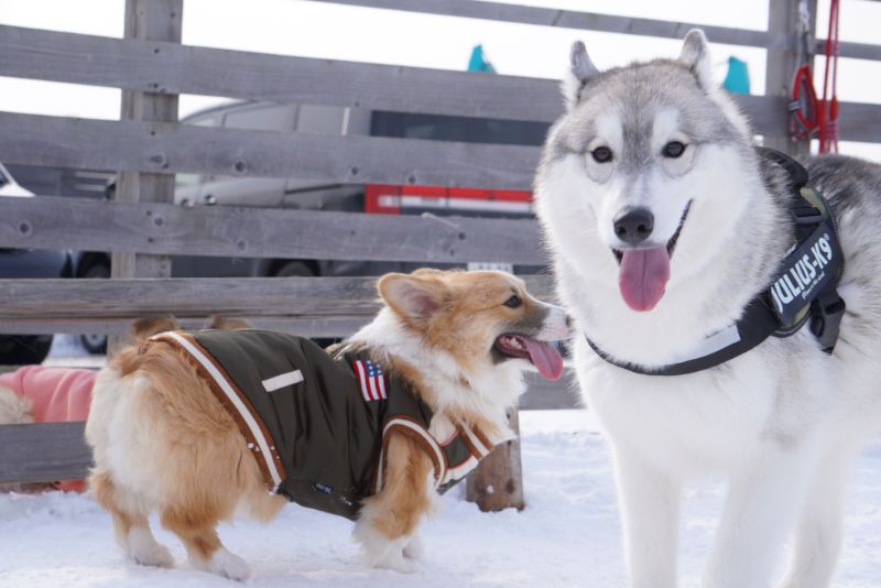 シベリアンハスキーとコーギー犬もこすけ