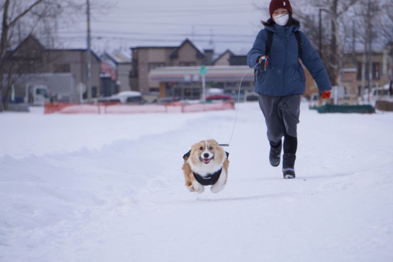 ダッシュするコーギーもこすけ