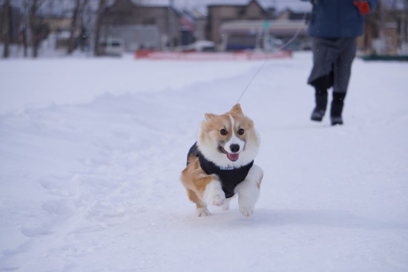 正面を向いて走るコーギー