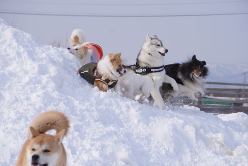 ドッグランアトムの雪山に上る犬達