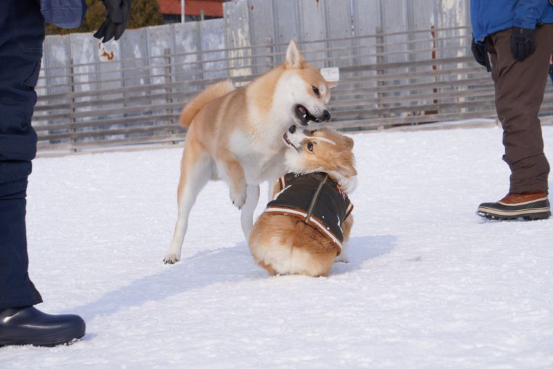 北海道犬とコーギー犬もこすけ