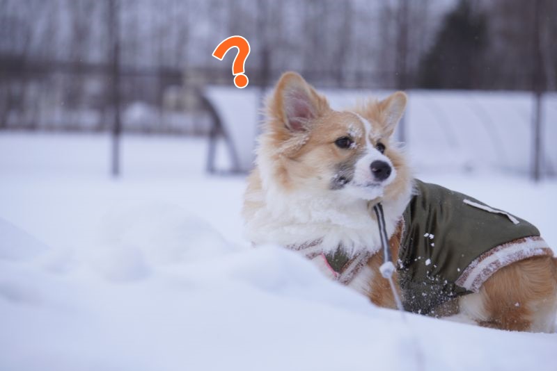 何かに気づいたコーギーもこすけ