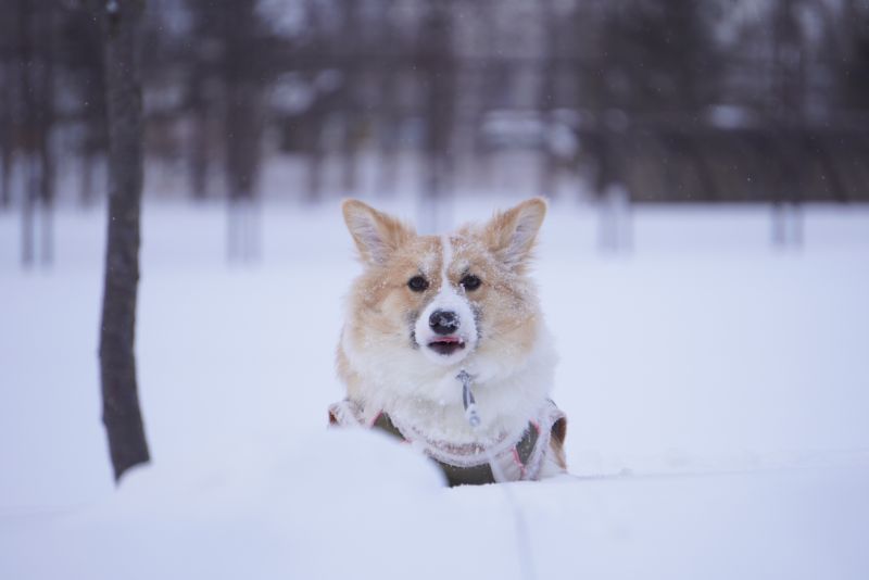 雪の中のコーギーもこすけ