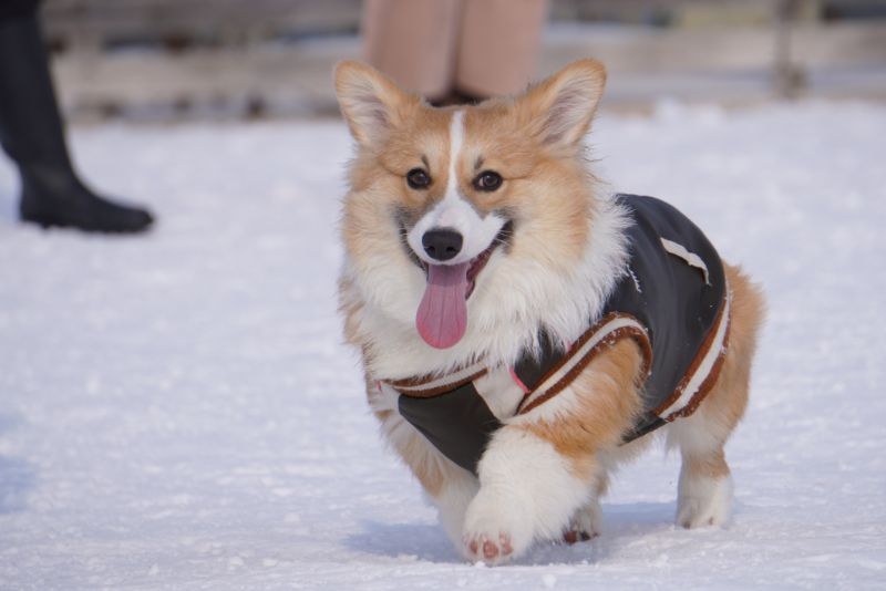 満足そうな表情のコーギー犬もこすけ