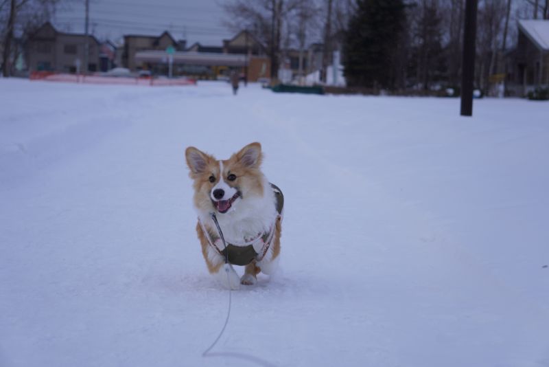 公園を走るコーギー