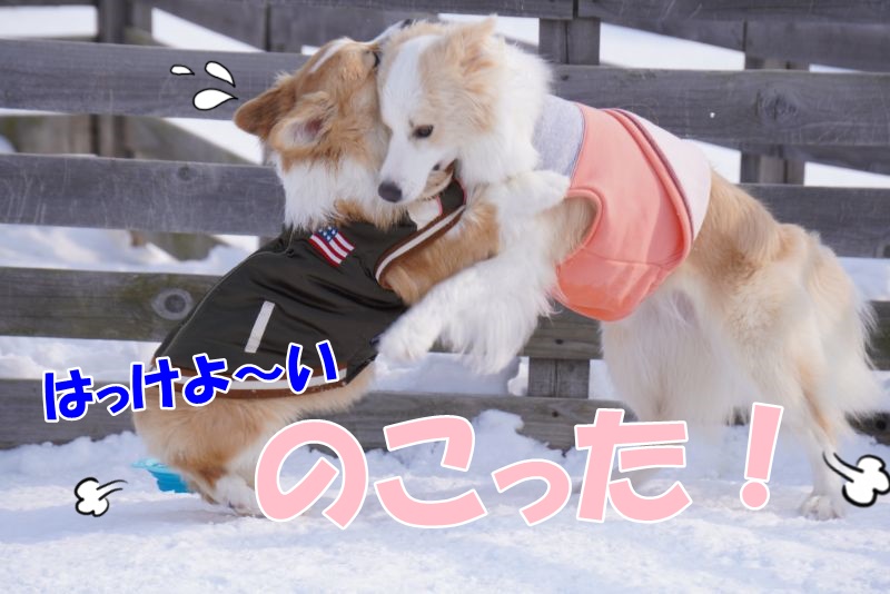ボーダーコリー対コーギー 春のちびっこ大相撲開幕
