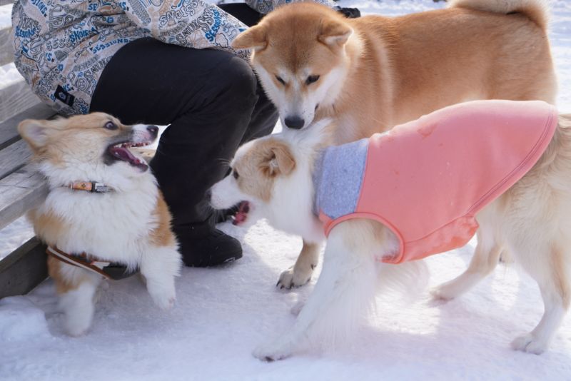 北海道犬とボーダーコリーに追いつめられるコーギー犬もこすけ