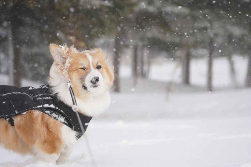 雪の中のコーギー犬もこすけ