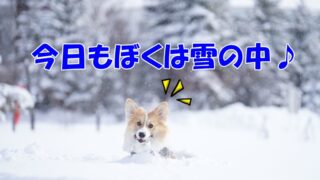 午前中のドカ雪にもこすけ大興奮♪