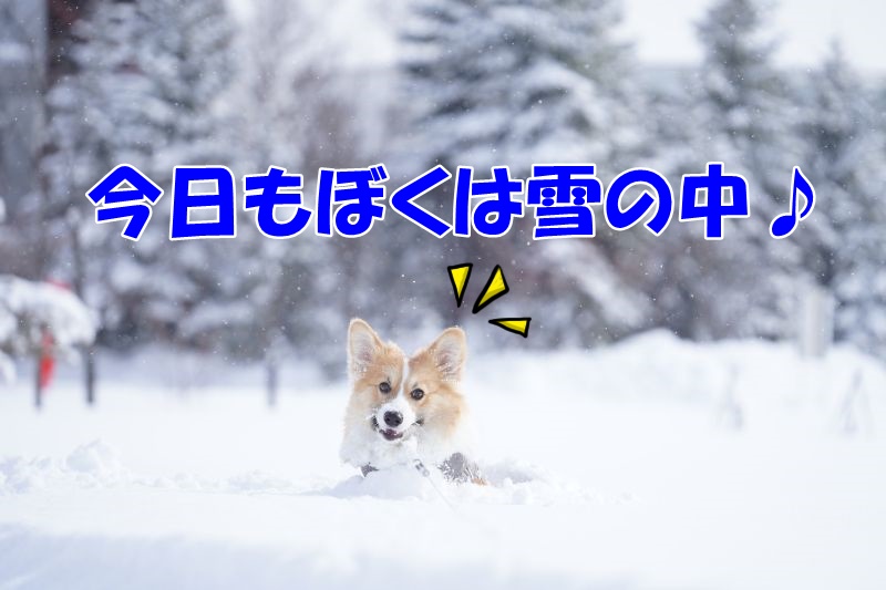 午前中のドカ雪にもこすけ大興奮♪