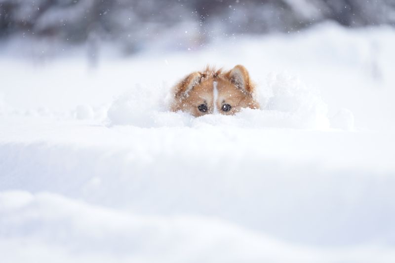 雪の中のコーギー犬もこすけ