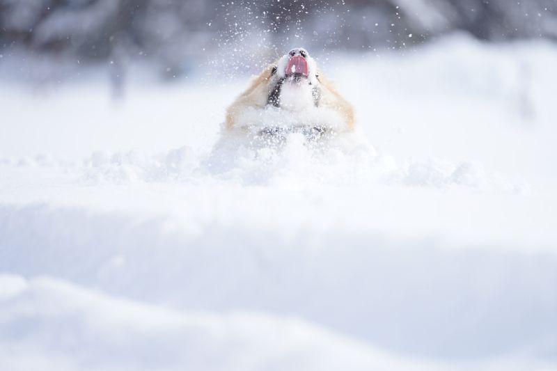 雪を舞い上げるコーギー犬もこすけ