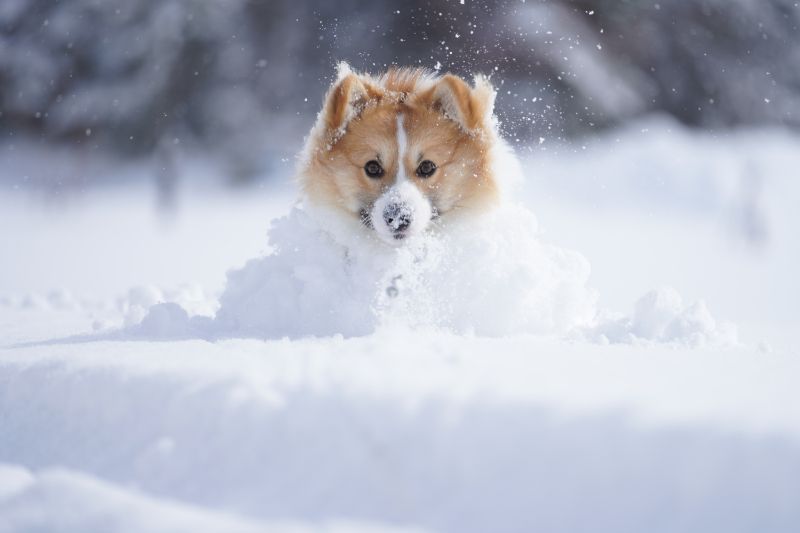 雪から顔を出すコーギー犬もこすけ