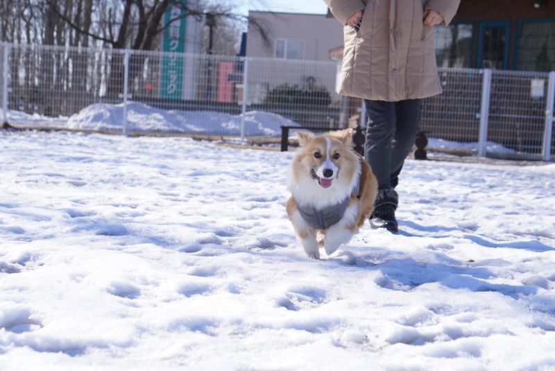 ドッグランで走るもこすけ