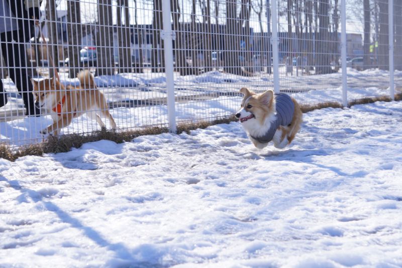 フェンス越しに柴犬と駆けっこするもこすけ