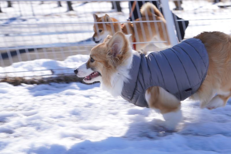 柴犬とワンワンダッシュするコーギーもこすけ