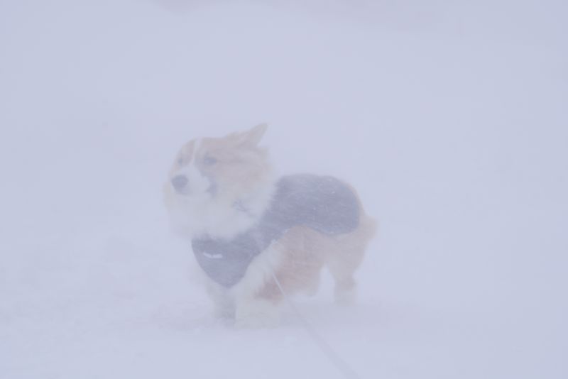 吹雪の中のコーギーもこすけ