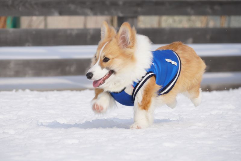 シャッタースピードが遅く犬の表情がブレてしまった写真