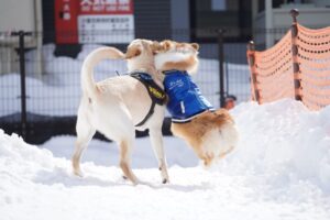 札幌市南区 ドッグラン＆ドッグカフェ バーナードスクエア