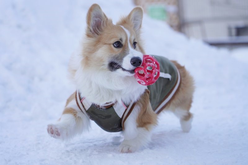 犬の目線に合わせて撮影した写真