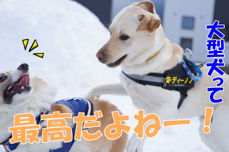 【バナスク】ラブラドールと仲良し！3時間たっぷりドッグランで遊んできました