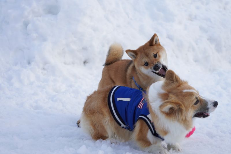 柴犬にガウガウされるコーギー