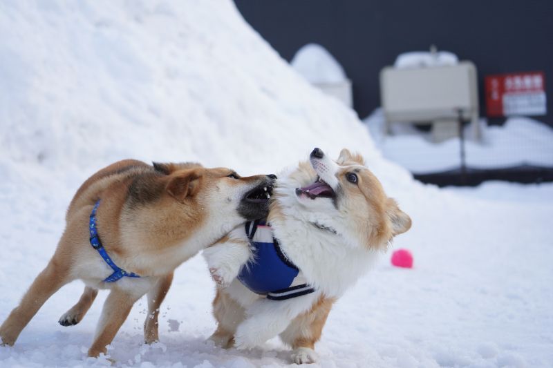 柴犬に噛まれそうなコーギーもこすけ