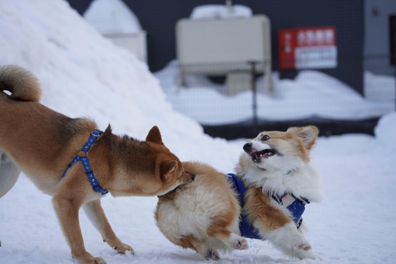 柴犬にお尻を噛まれたコーギー