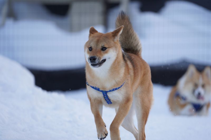 柴犬