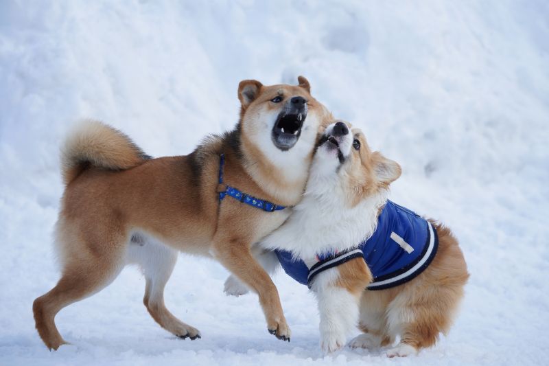 仲良しの柴犬とコーギーもこすけ