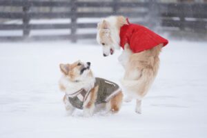 ドッグランアトム 札幌市厚別区