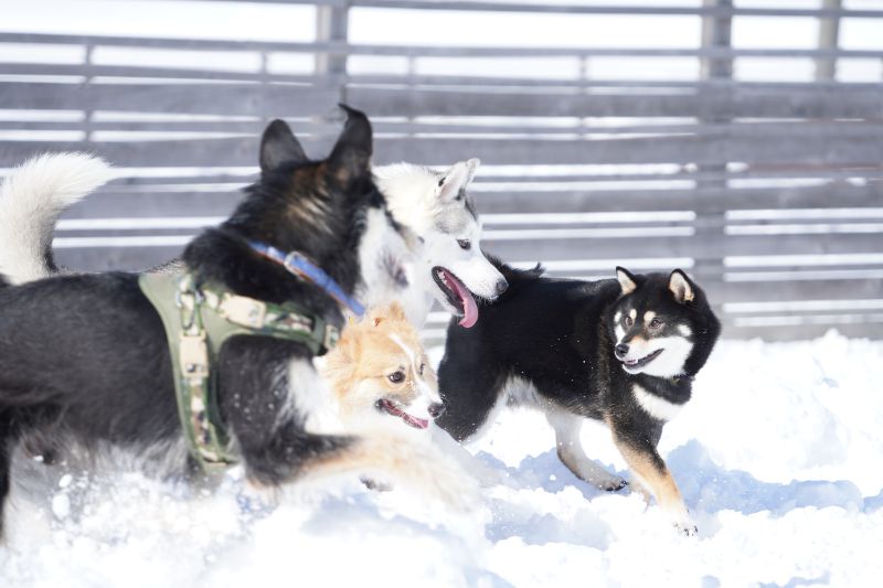 カメラを犬の目線の高さに合わせると臨場感が増す