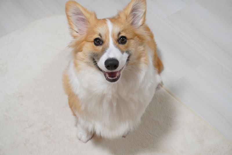 アイキャッチを取り入れた明るい写真例