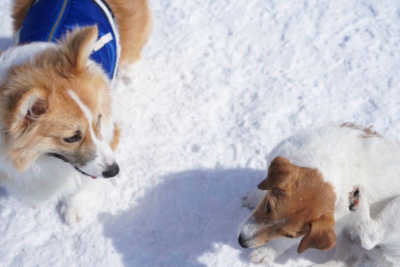 犬を真上から撮影した写真例