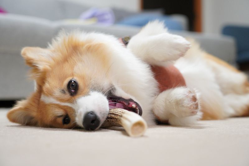 犬の目にピントを合わせると生き生きとした表情に