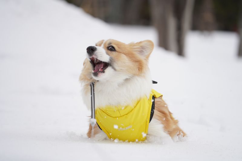 雪の中から顔を出すコーギー犬もこすけ